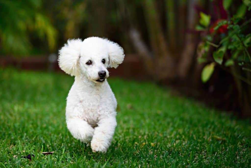 Poodles as Pets: Cost, Life Expectancy, and Temperament
