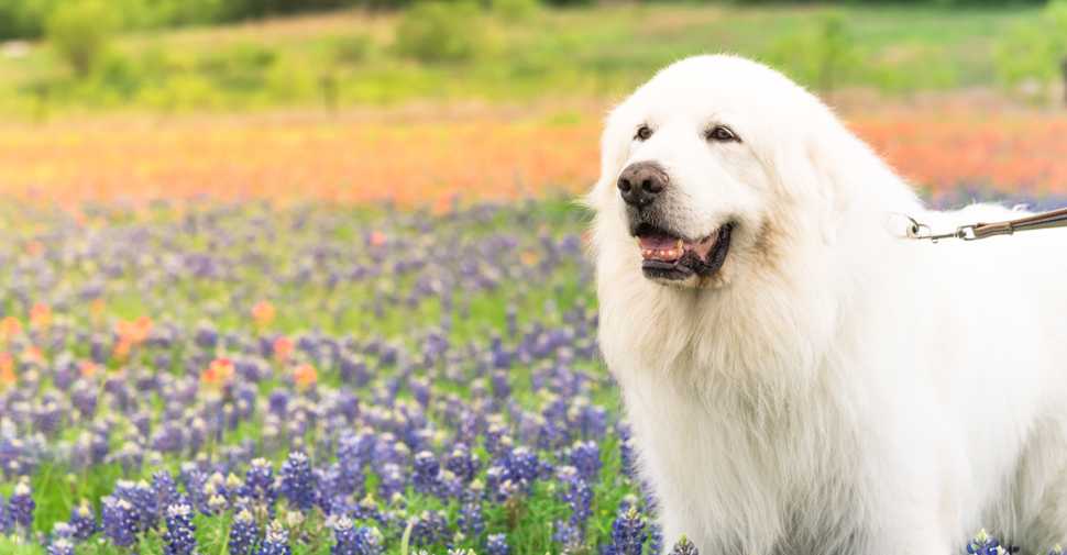 Fluffy Dogs: Top Breeds And Grooming Needs