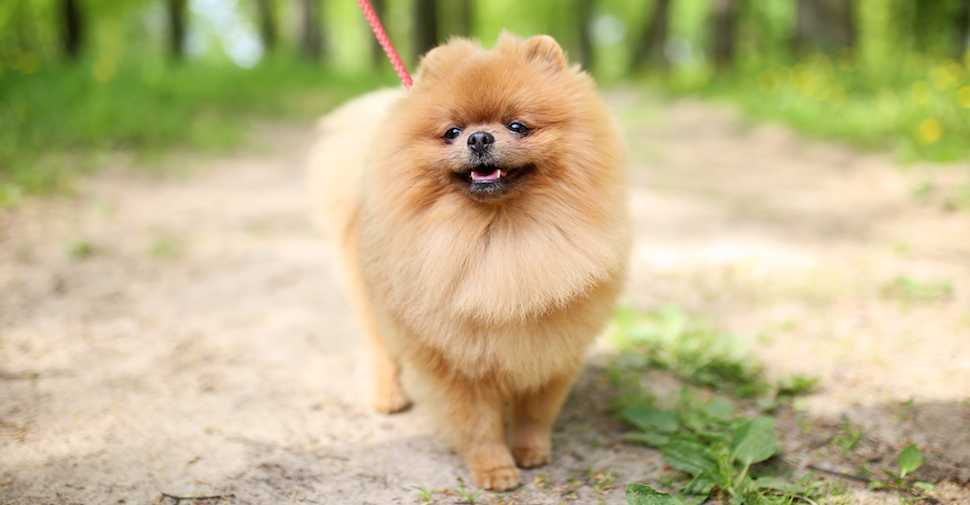 Fluffy Dogs: Top Breeds And Grooming Needs