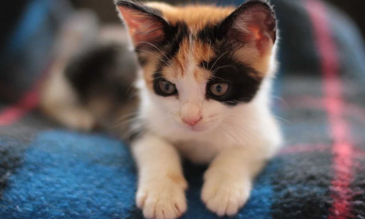 calico-kittens-everything-you-need-to-know-foreblog