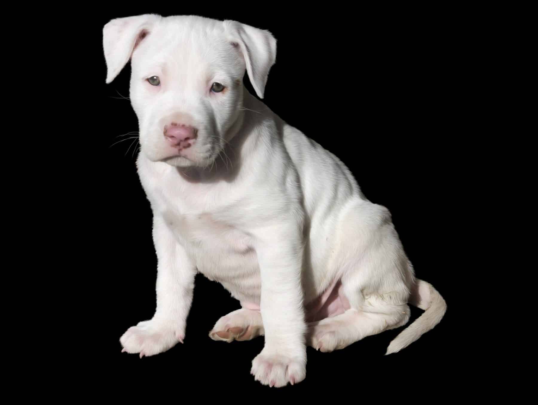 Pit Bull Puppies: Everything You Need to Know