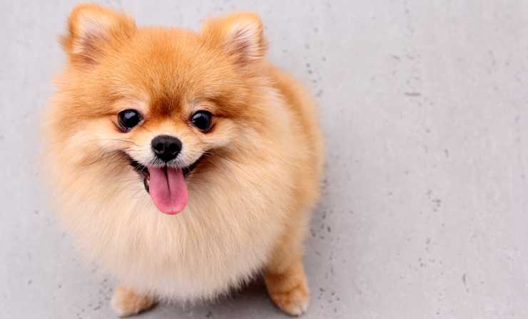 Top 10 Best Small Dog Breeds