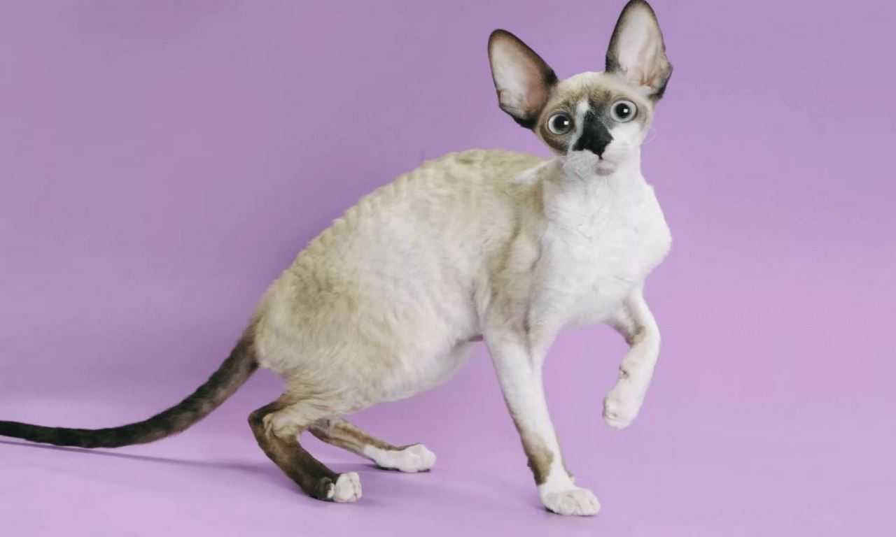 10 Cat Breeds with Big Ears