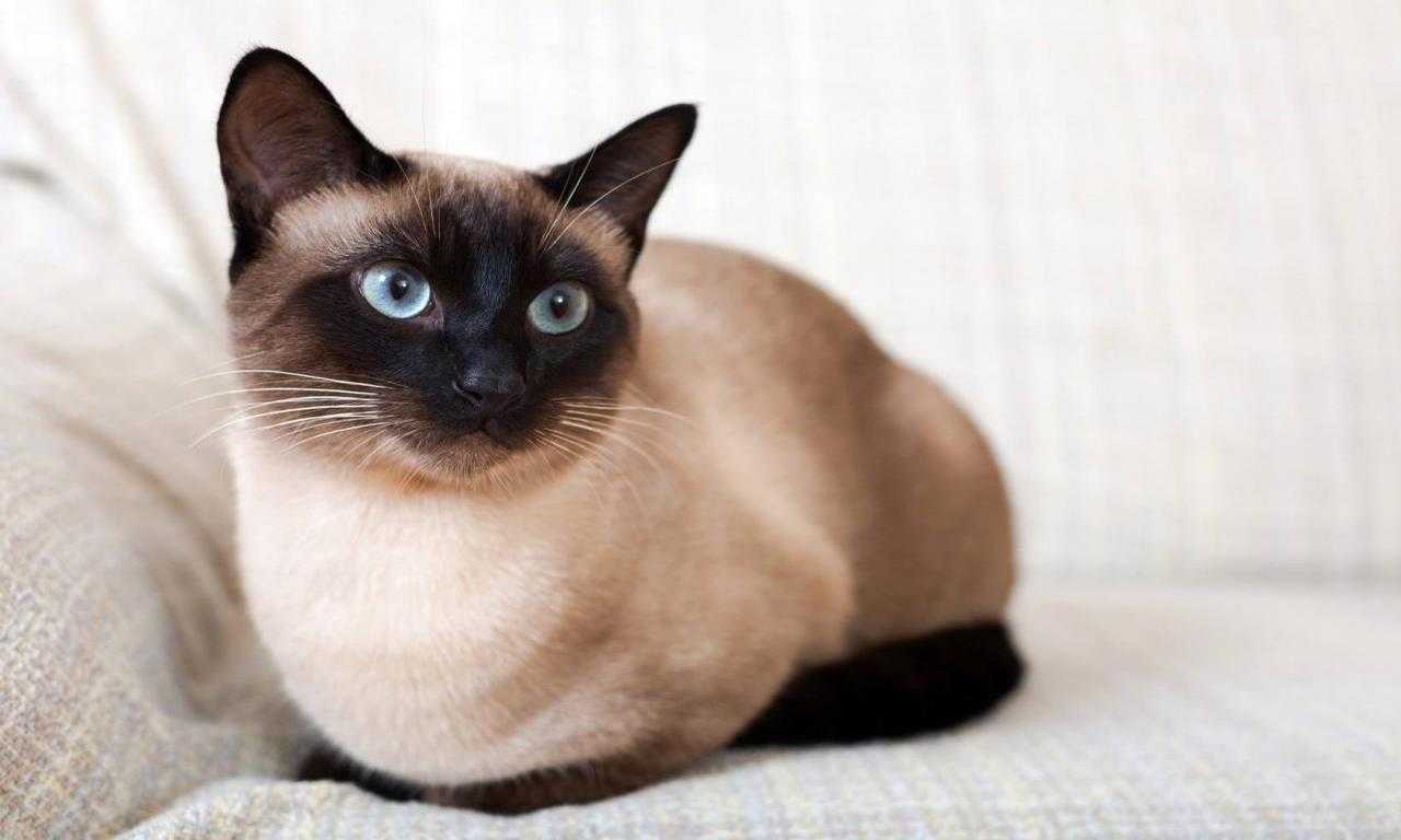 10 Cat Breeds with Big Ears