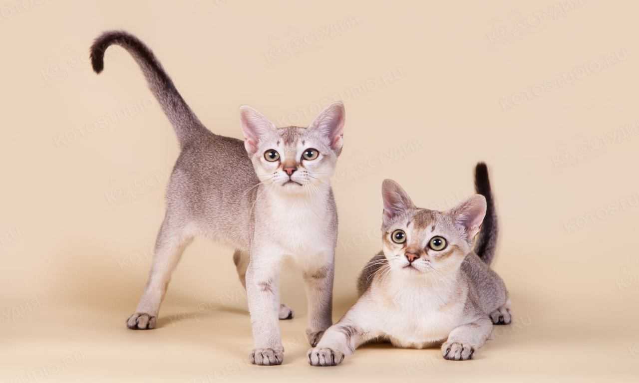 6 Small Cat Breeds