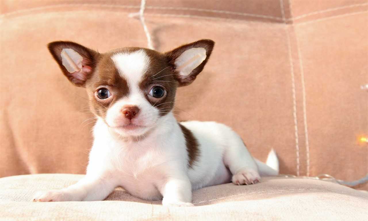 Cute Small Pets to Adopt And The Benefits Of Adopting Them