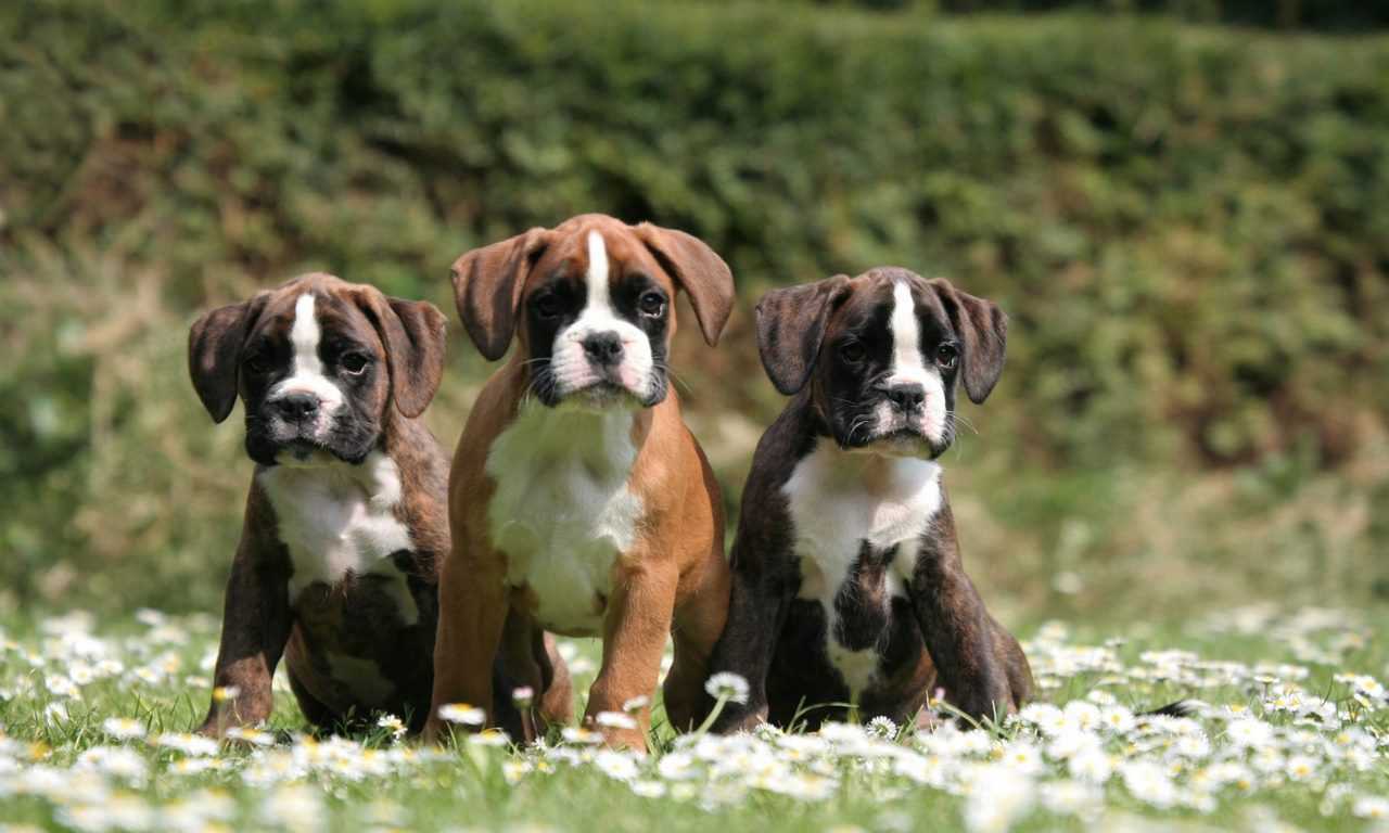 Find the Perfect Dog Name for the New Puppy in Your Life