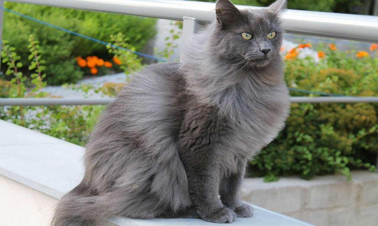 7 Grey Cat Breeds