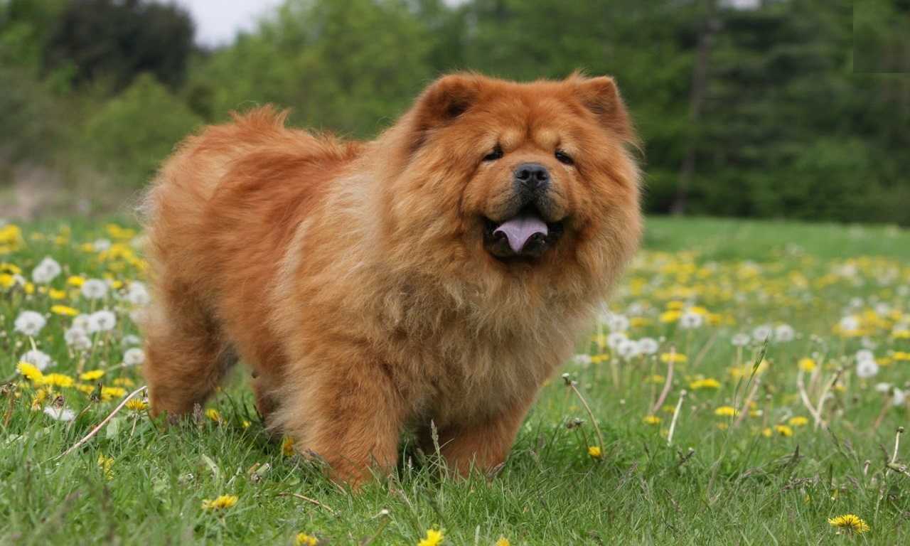 large fluffy dog toy