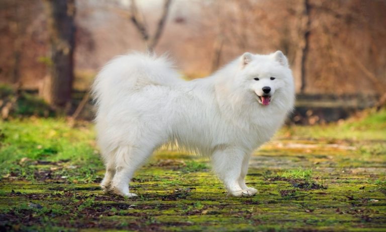 12 Big Fluffy Dog Breeds That Are Adorable And Amazing To Look - Photos