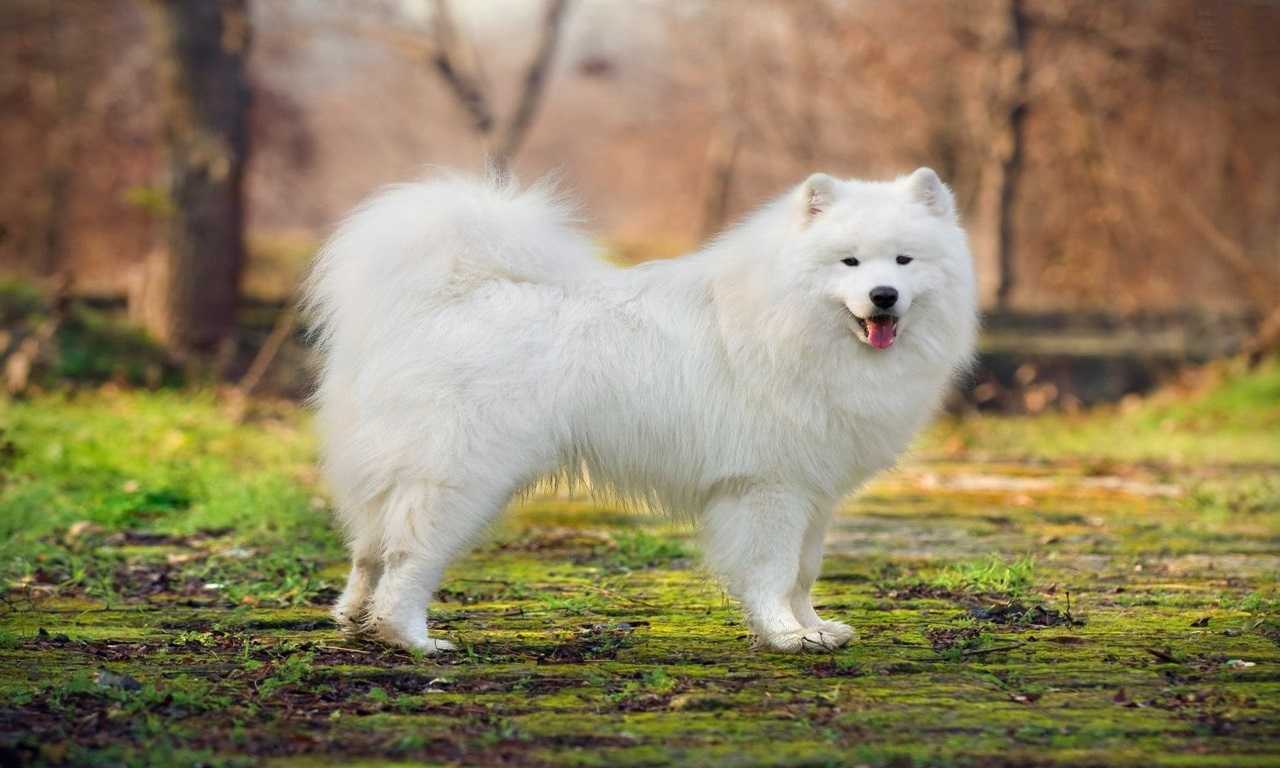 large fluffy dog toy