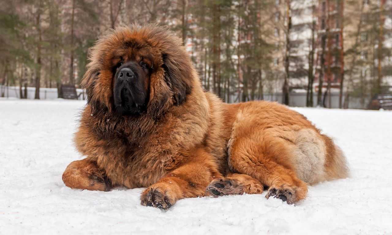 8-big-fluffy-dog-breeds-foreblog