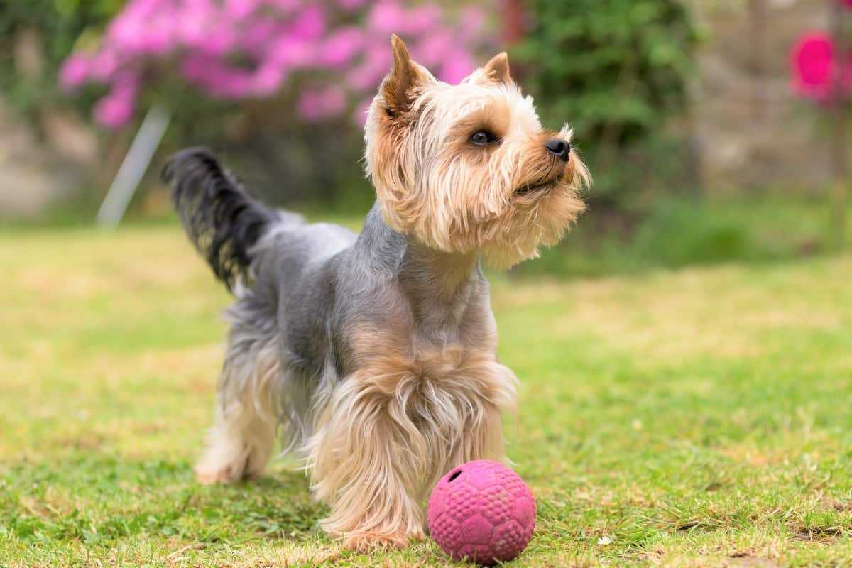 10 Best Yorkshire Terrier Rescues for Adoption