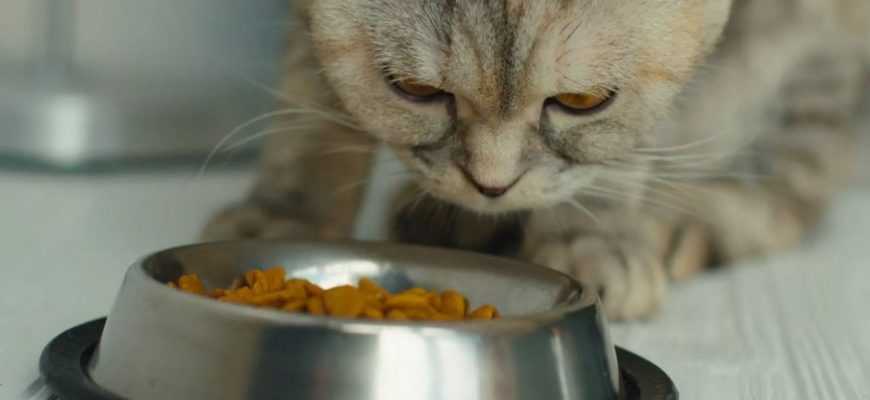 How To Feed a Cat While On Vacation - Foreblog