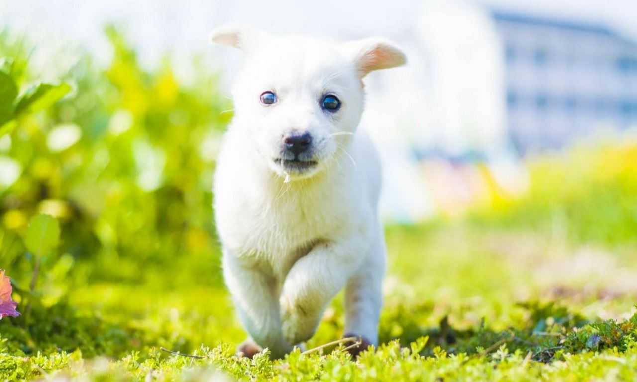 10 Questions to Ask Before You Adopt a Pet