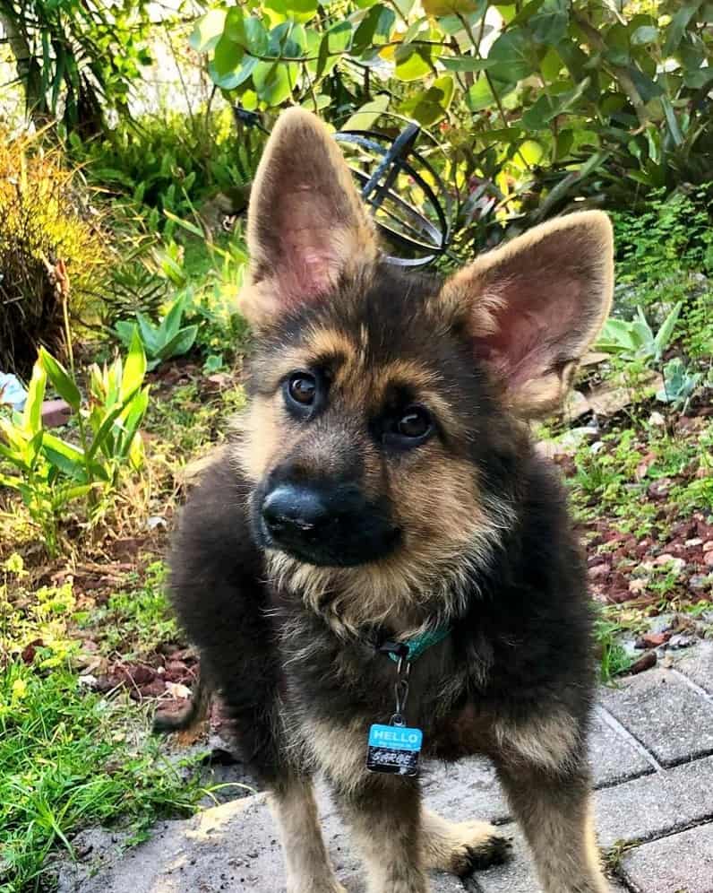 Dwarf German Shepherd: Everything About the Breed - Foreblog