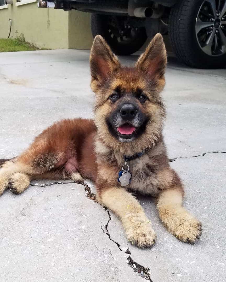 Dwarf German Shepherd: Everything About the Breed