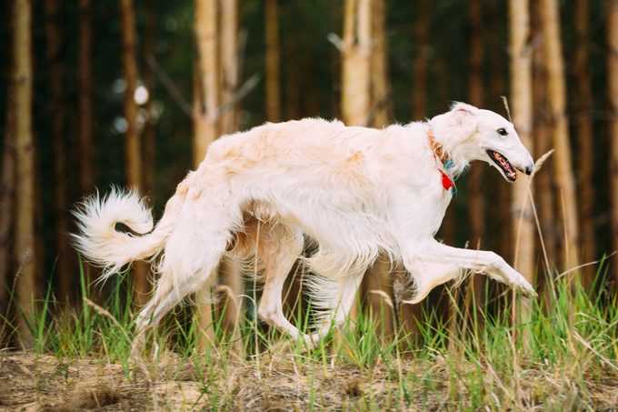 13 of the Fastest Dog Breeds in the World