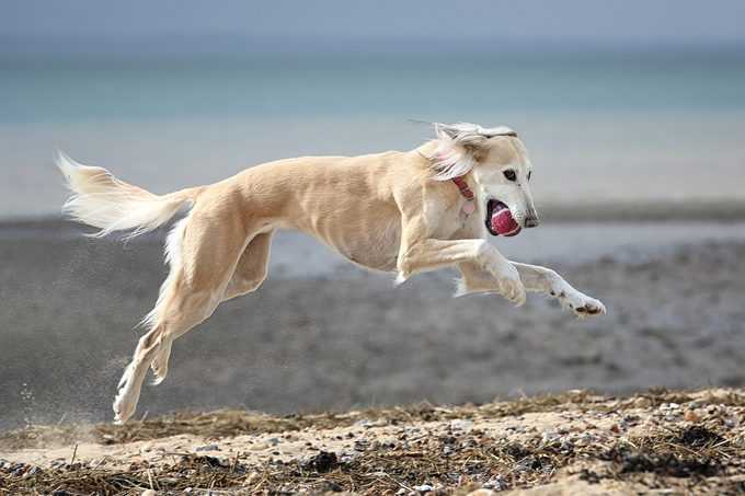 13 of the Fastest Dog Breeds in the World