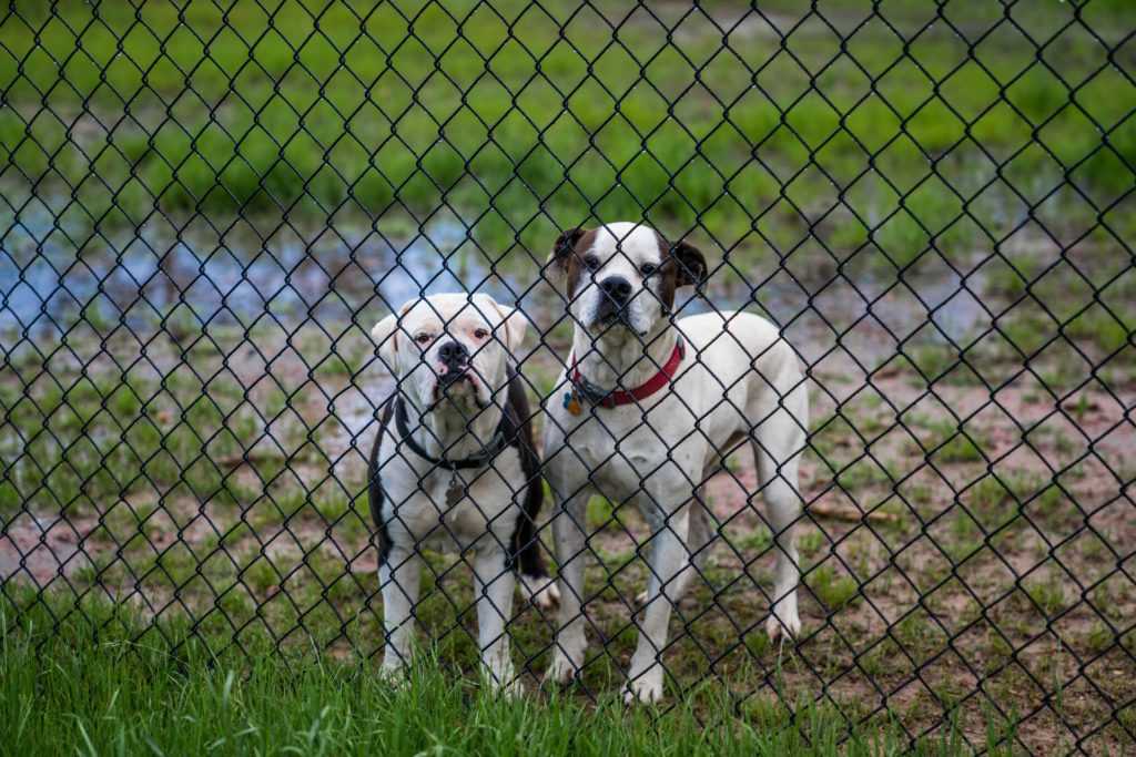 It’s Time To Debunk These 8 Myths About Fostering Rescue Dogs