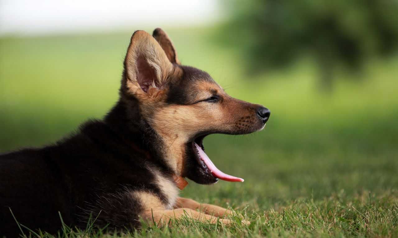 German Shepherd Names for Your New Puppy
