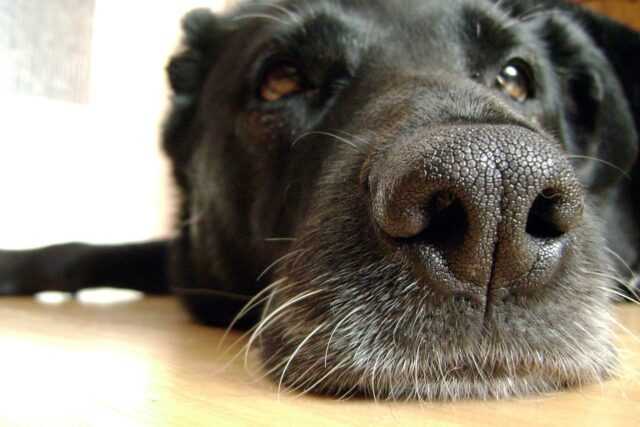 10 Surprising Things Dogs Smell That Humans Can’t