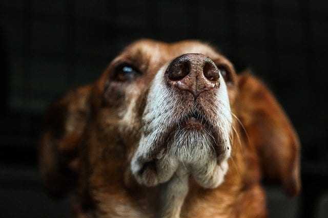 10 Surprising Things Dogs Smell That Humans Can’t