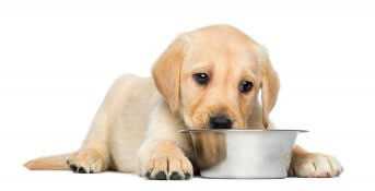 The Best Puppy Foods