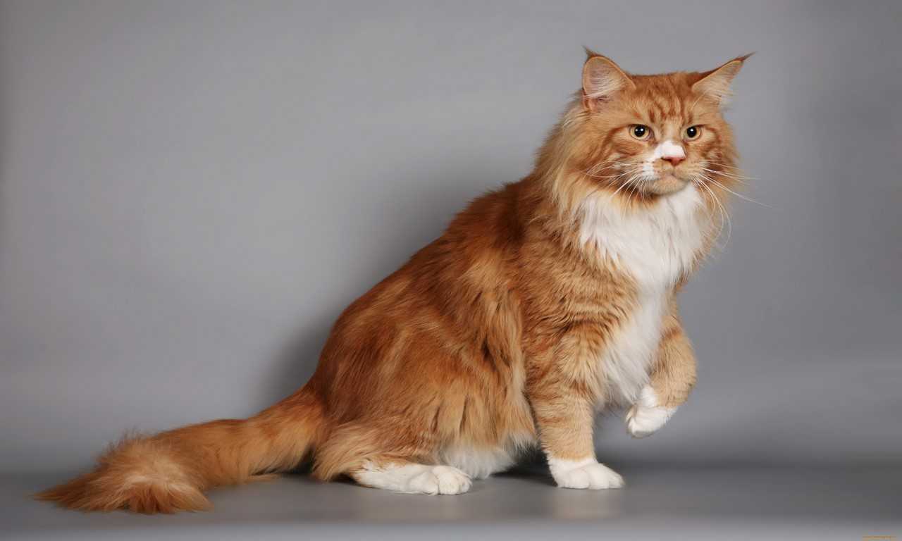 Facts About Ginger Cats