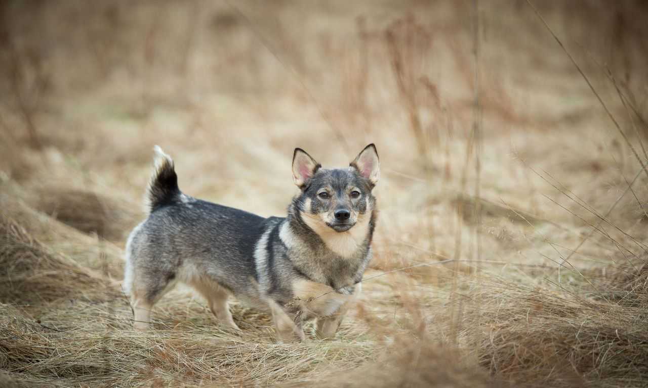 These Stunning Dogs Look Just Like Wolves