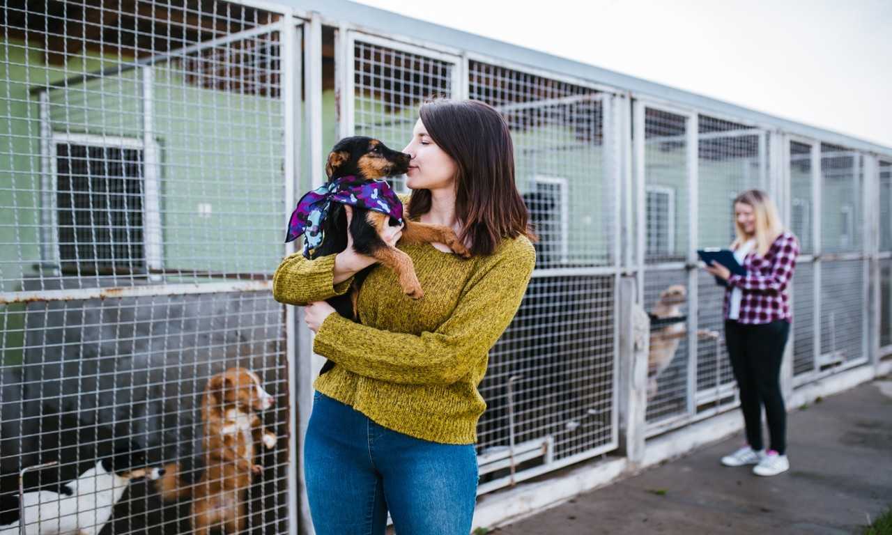 Good And Interesting Activities To Do At The Animal Pet Shelter