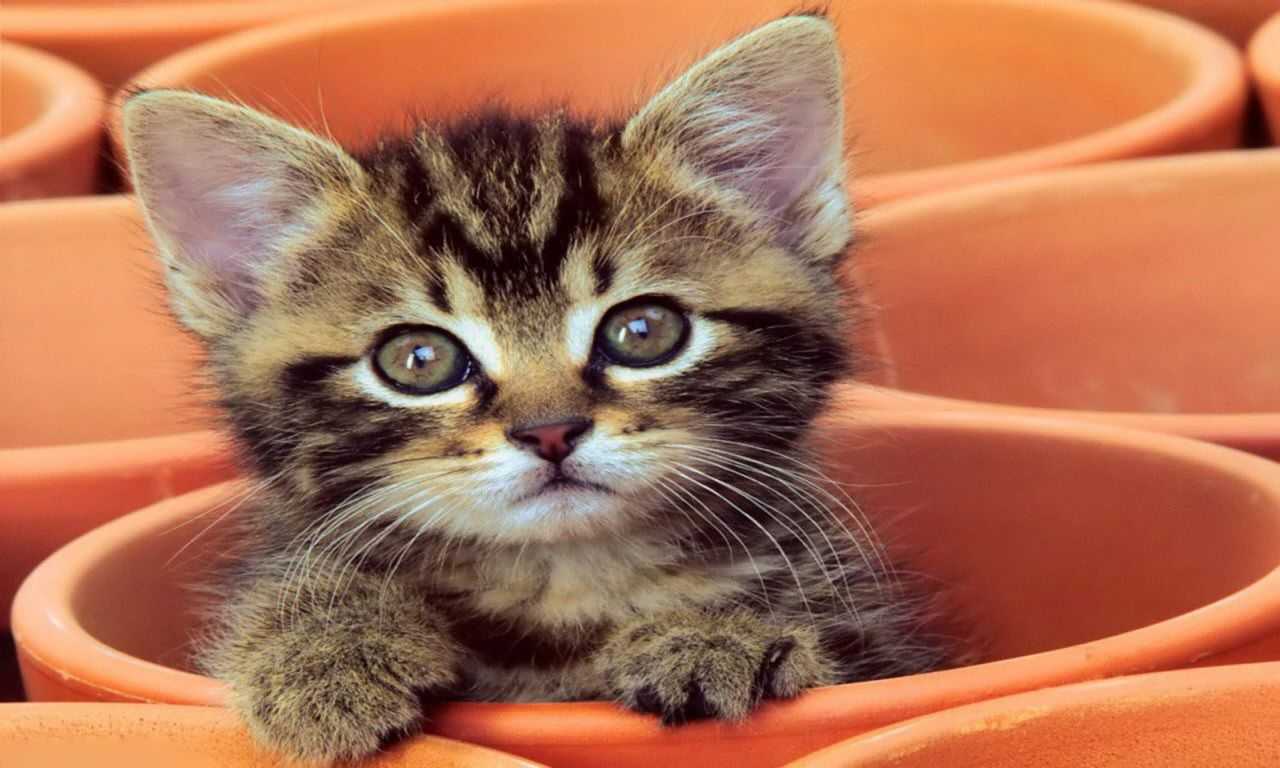 Here Is What You Should Do For Your Baby Kitten