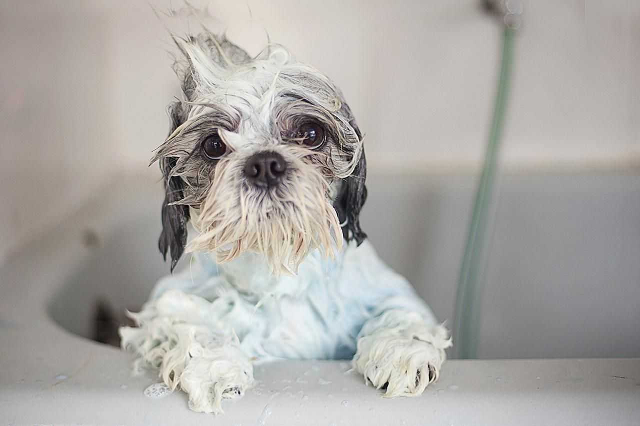 Top Five Supplies for Basic Dog Grooming