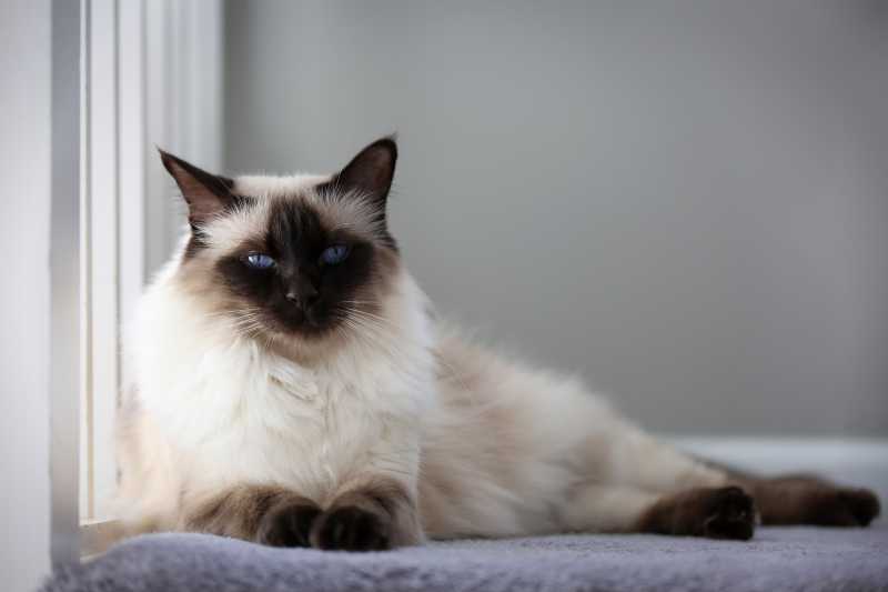 10 Best Cat Breeds for People With Allergies