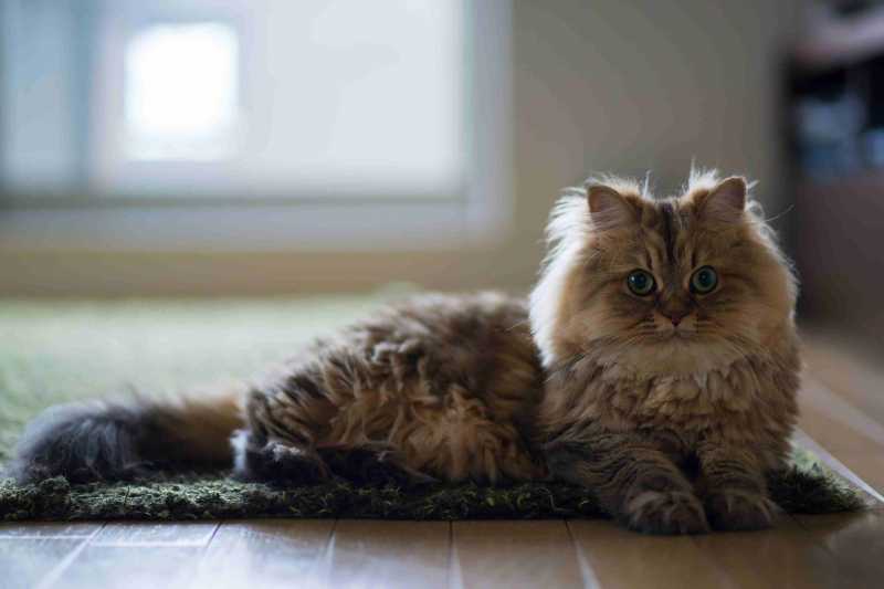 10 Popular Cat Breeds for Many Types of Households