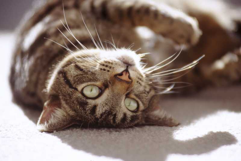 10 Popular Cat Breeds for Many Types of Households