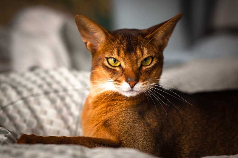 10 Popular Cat Breeds for Many Types of Households