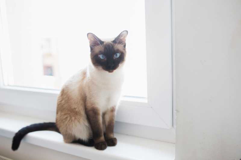 10 Popular Cat Breeds for Many Types of Households