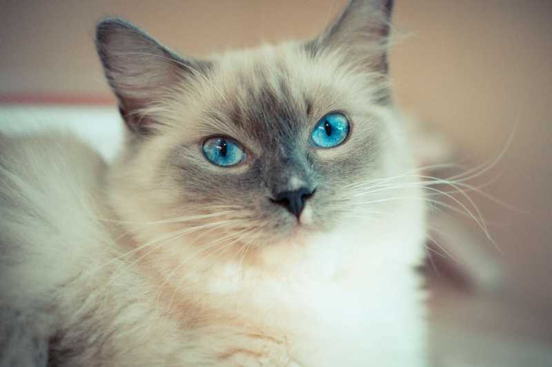 11 Cute Pictures of Ragdoll Cats