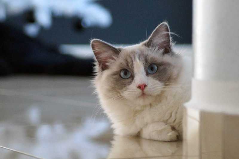 11 Cute Pictures of Ragdoll Cats
