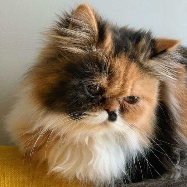 11 Stunning Persian Cats