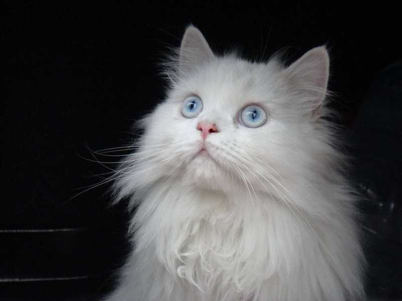 11 Stunning Persian Cats