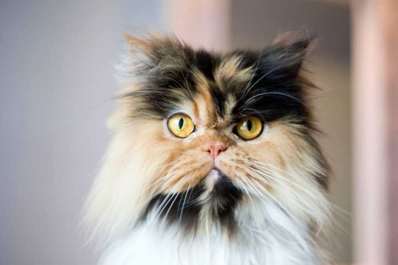 12 Most Popular Cat Breeds for Feline Lovers