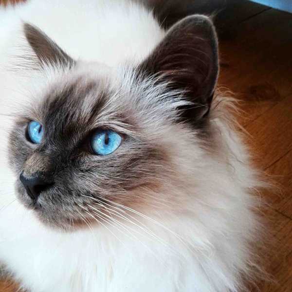 12 Most Popular Cat Breeds for Feline Lovers