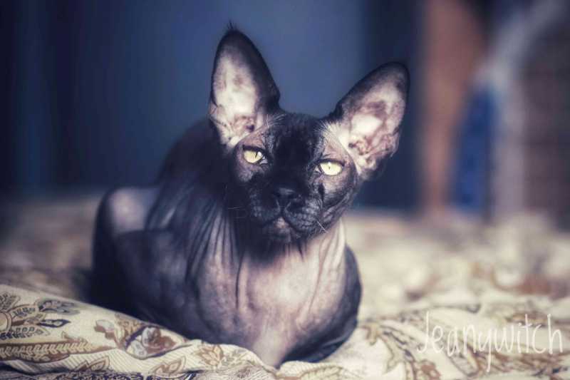 13 Convincingly Cute Sphynx Cats