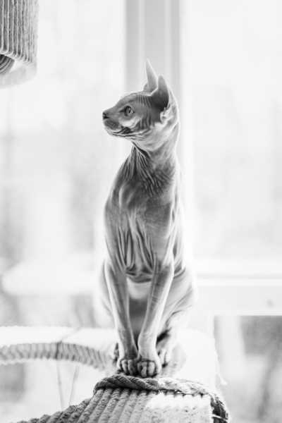 13 Convincingly Cute Sphynx Cats