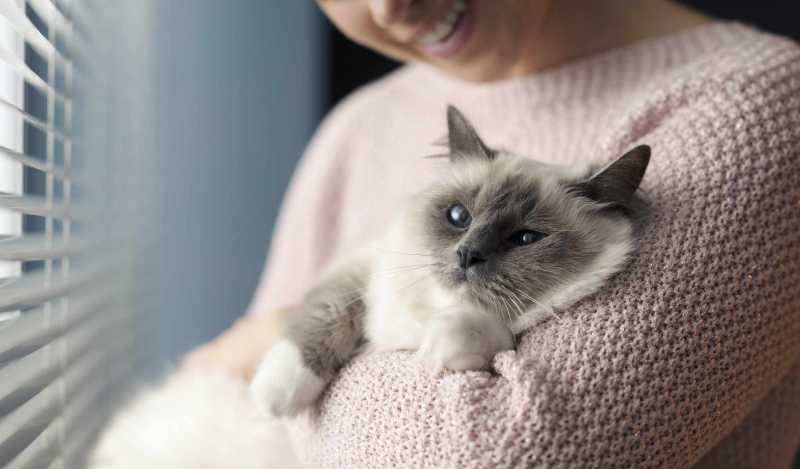 14 Cute Cat Breeds Anyone Will Love