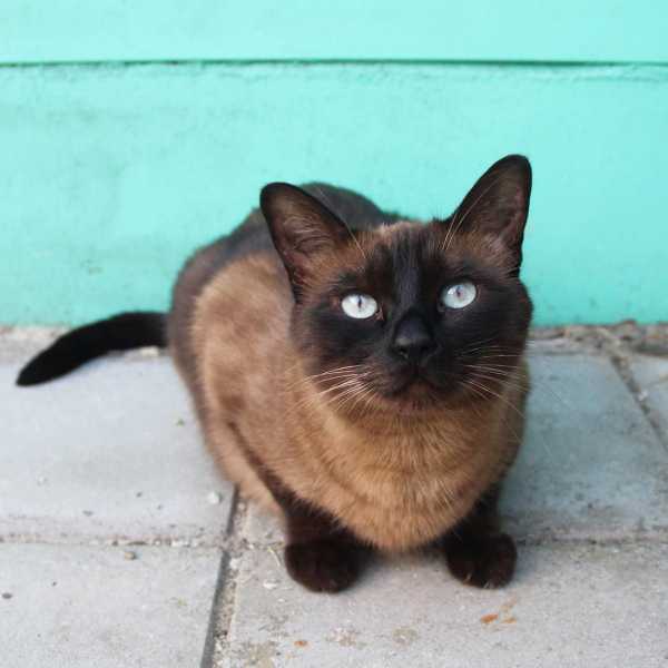 7 Mysteriously Beautiful Siamese Cats and Kittens