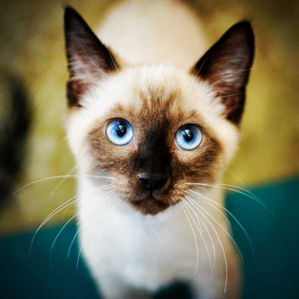 7 Mysteriously Beautiful Siamese Cats and Kittens