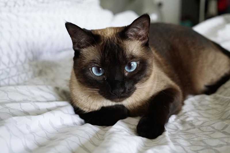 7 Mysteriously Beautiful Siamese Cats and Kittens